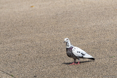 Columba livia domestica