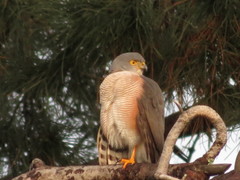 Accipiter tachiro tachiro