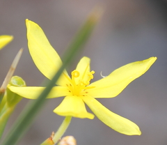 Bobartia orientalis