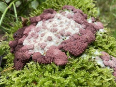 Myxomycetes