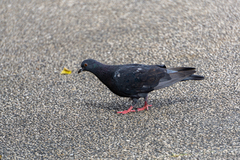 Columba livia domestica