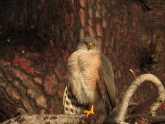 Accipiter tachiro tachiro