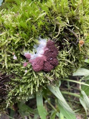 Myxomycetes