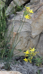 Bobartia orientalis