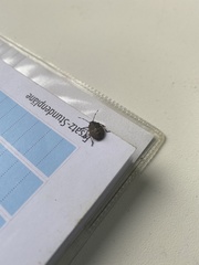 Rhaphigaster nebulosa
