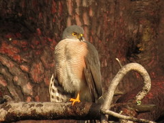Accipiter tachiro tachiro
