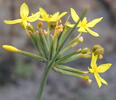 Bobartia orientalis