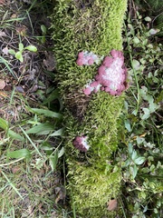 Myxomycetes