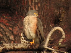 Accipiter tachiro tachiro