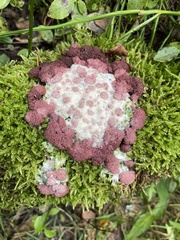 Myxomycetes