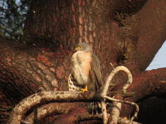 Accipiter tachiro tachiro