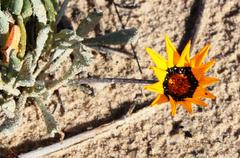 Gazania splendidissima