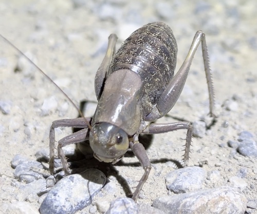 Mormon cricket