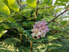 Robinia viscosa hartwigii