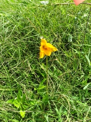 Zephyranthes tubispatha