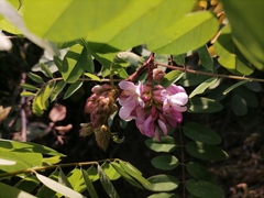 Robinia viscosa hartwigii