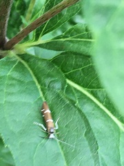 Athripsodes albifrons