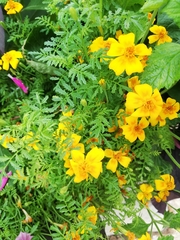 Tagetes lunulata