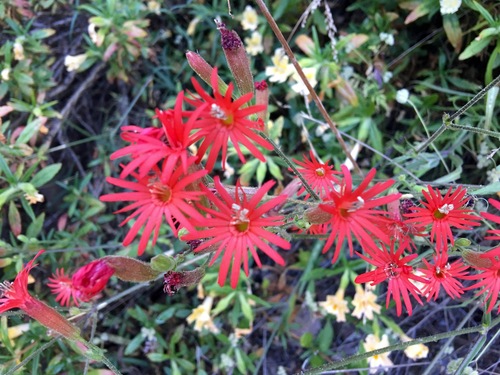 iNaturalist observation photo of cardinal catchfly