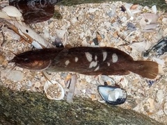 Gaidropsaridae