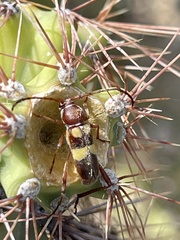 Aethecerinus latecinctus