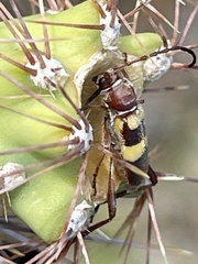 Aethecerinus latecinctus