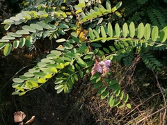Robinia viscosa hartwigii