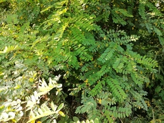 Robinia viscosa hartwigii
