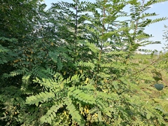 Robinia viscosa hartwigii