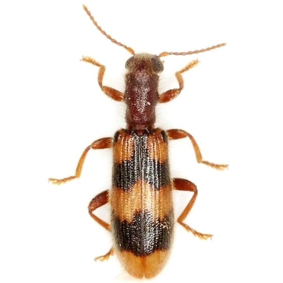 Pale-tipped Cymatodera