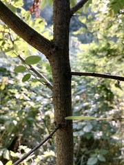 Robinia viscosa hartwigii