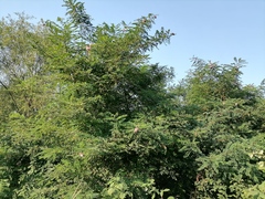 Robinia viscosa hartwigii