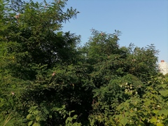 Robinia viscosa hartwigii