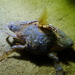 Xantus Swimming Crab - Photo (c) Siena McKim, some rights reserved (CC BY-NC), uploaded by Siena McKim
