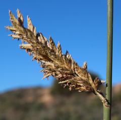 Cladoraphis cyperoides