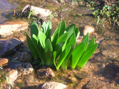 Haemanthus amarylloides polyanthus