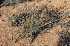 Cladoraphis cyperoides