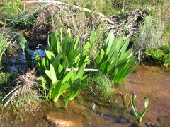 Haemanthus amarylloides polyanthus