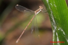 Lestes virgatus