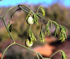 Asparagus declinatus
