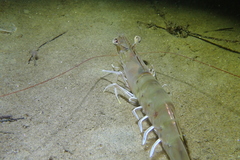 Penaeus californiensis