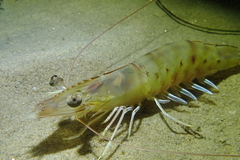 Penaeus californiensis