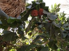 Dombeya × cayeuxii