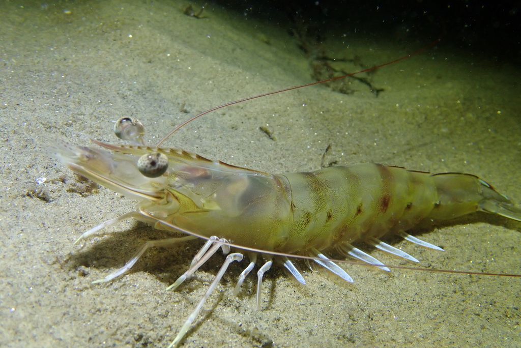Yellowleg shrimp