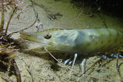 Penaeus californiensis