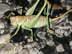 Pediodectes stevensonii