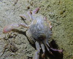 Achelous xantusii