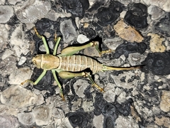 Pediodectes stevensonii