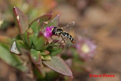 Ischiodon aegyptius