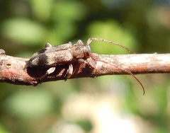 Exocentrus lusitanus